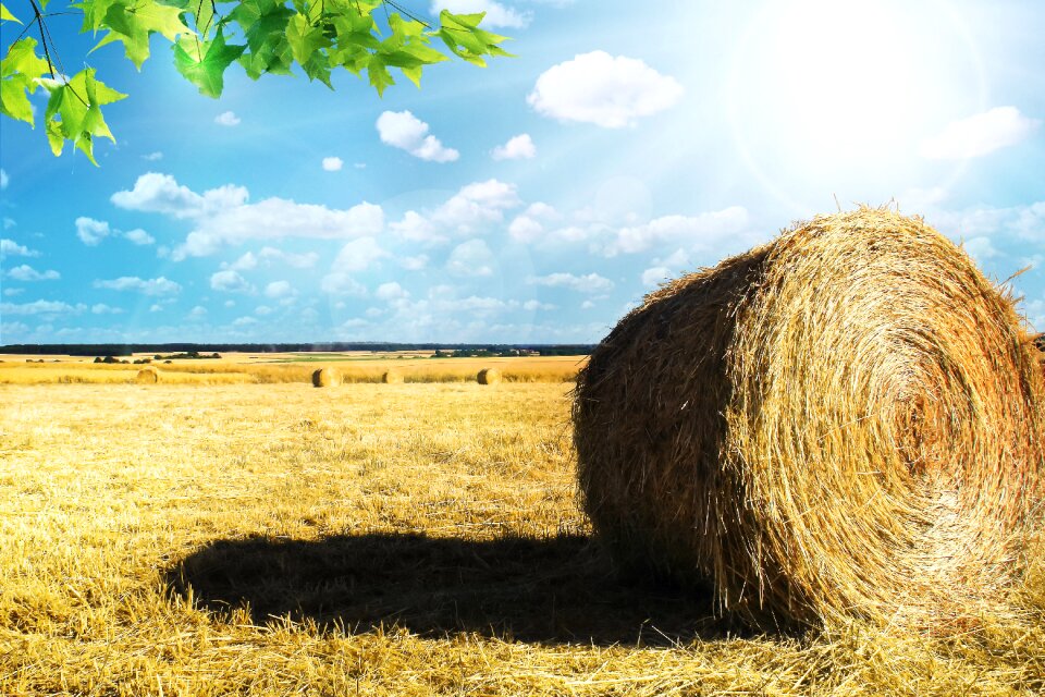 Cereals cornfield epi