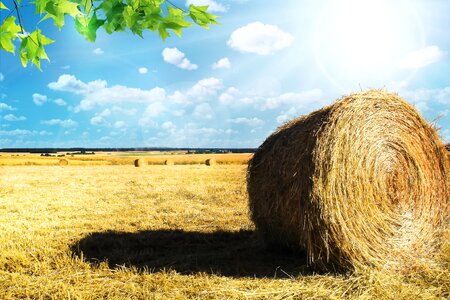 Cereals cornfield epi