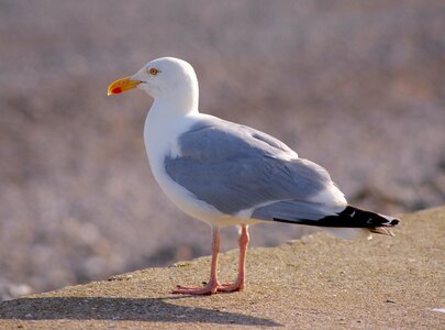 Animal gull sky photo