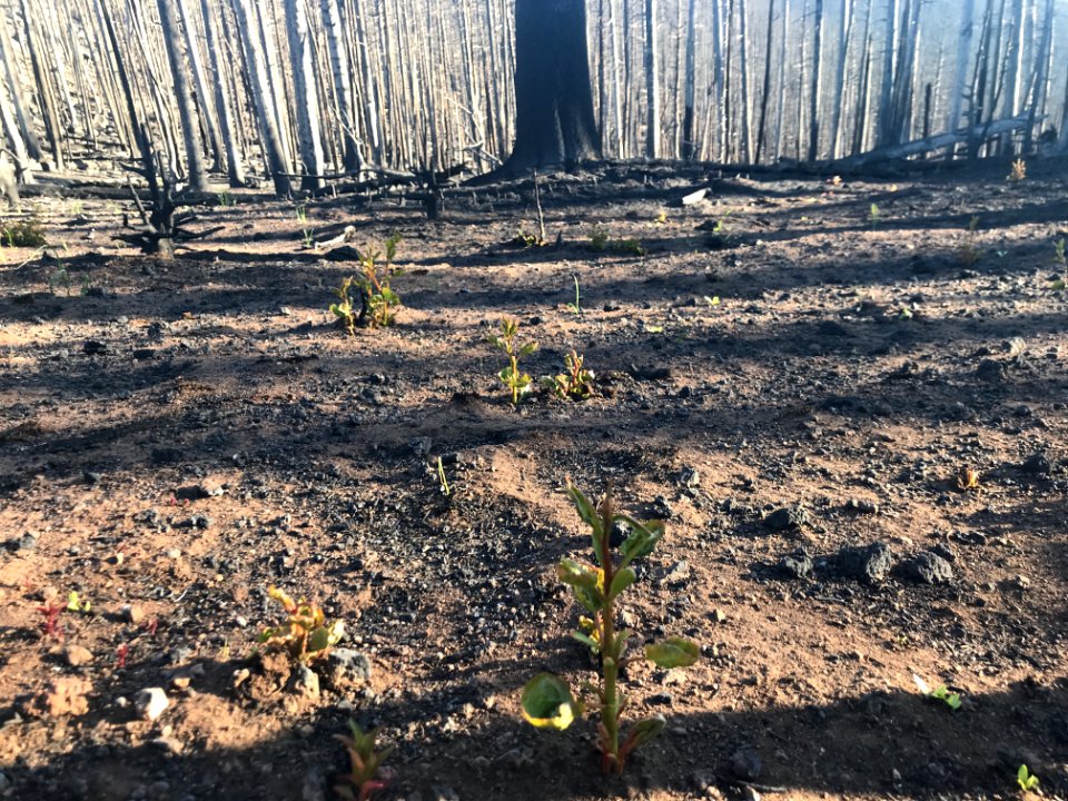 Prescribed burn at Manning Creek