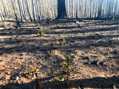 Prescribed burn at Manning Creek