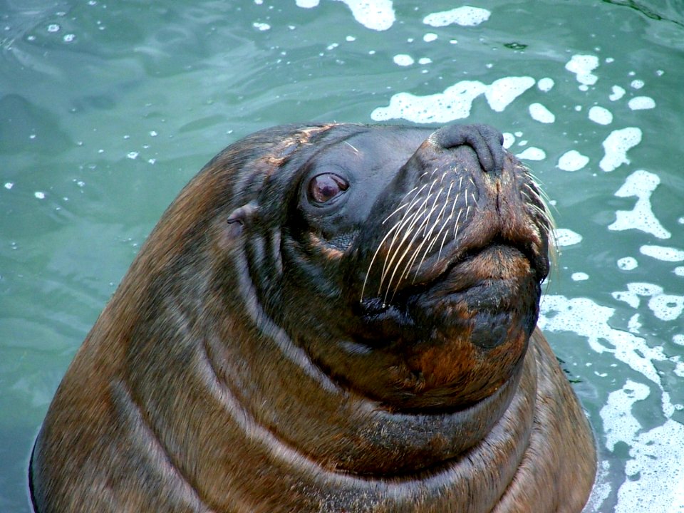 Common Seal, Cornish Seal Sanctuary, Gweek, Cornwall