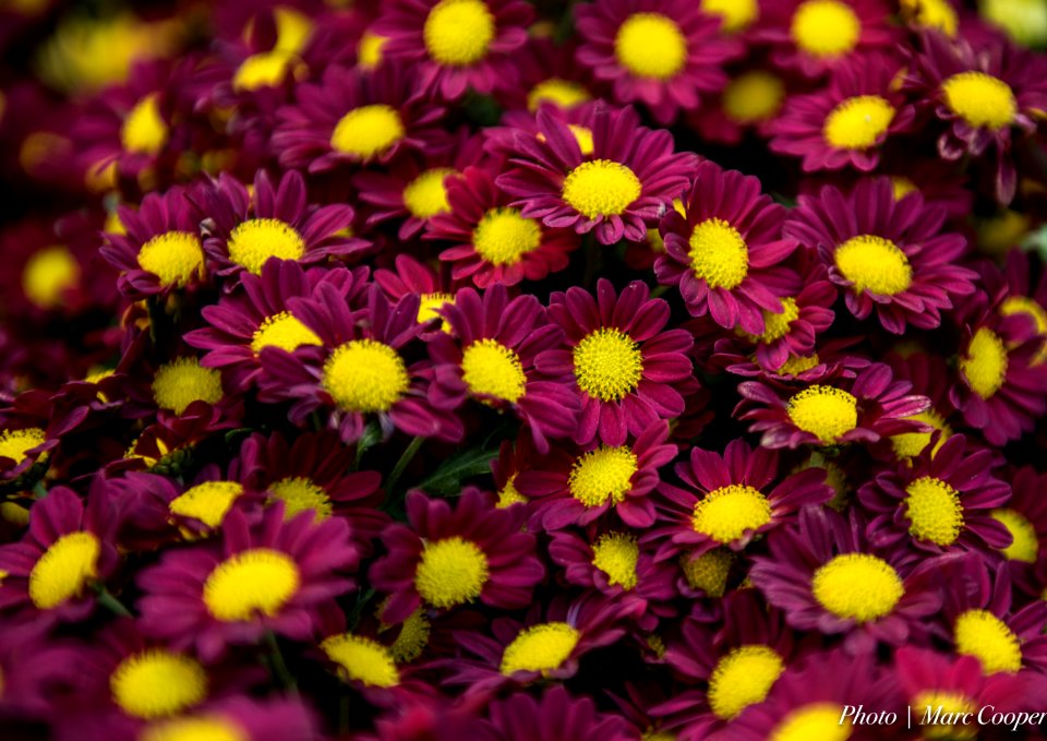 Flower Carpet photo