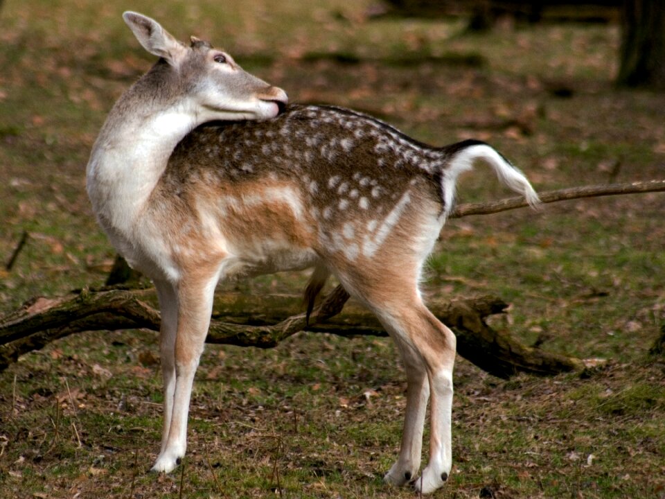 Hirsch fallow deer forest
