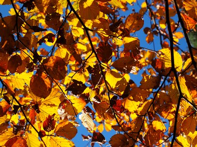 Fall color colorful beech leaves photo