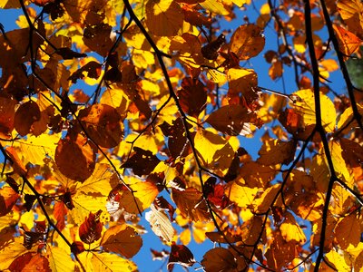 Fall color colorful beech leaves