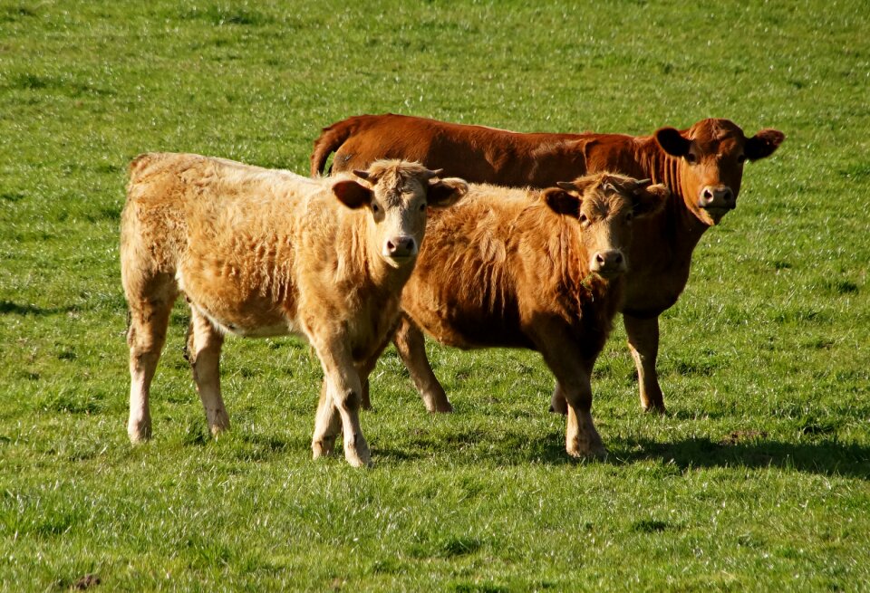 Brown food ruminant
