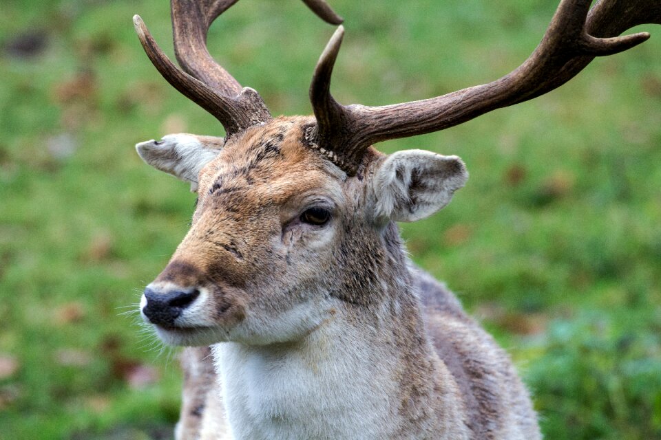 Hirsch fallow deer forest
