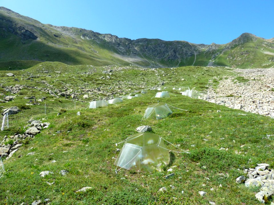 Tundra Landscape