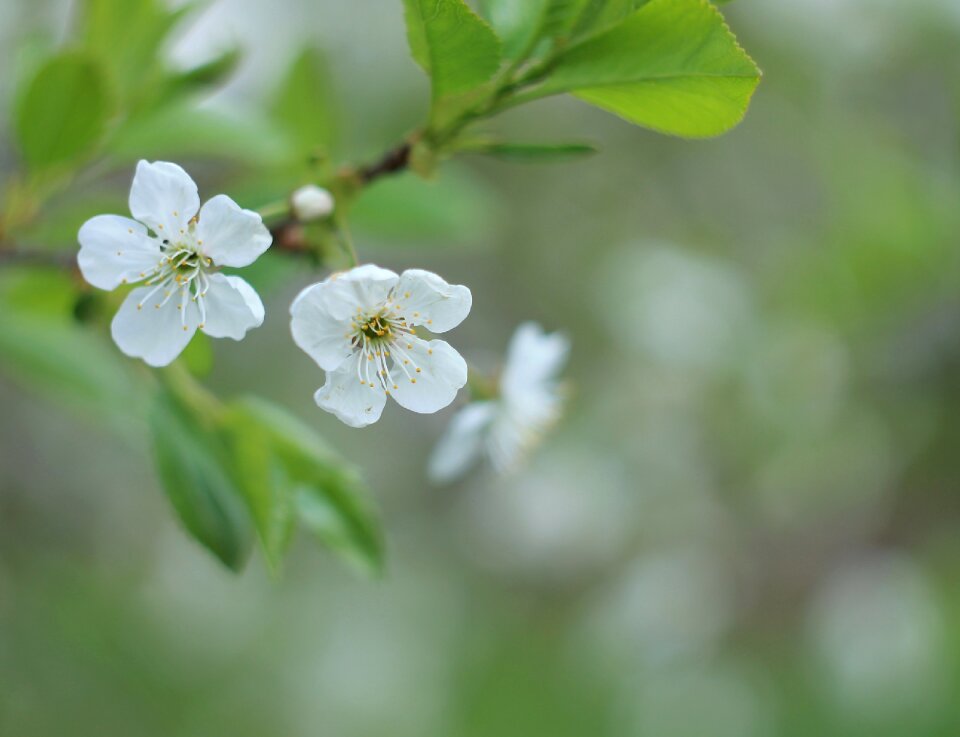 Flowering tree flowering spring