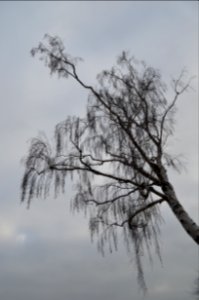 Roots
