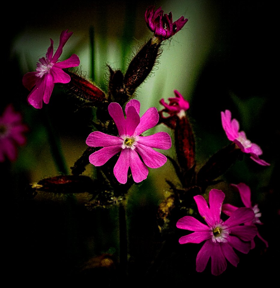 Small flowers on the edge of the road.