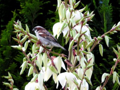 Sparrow on yucca