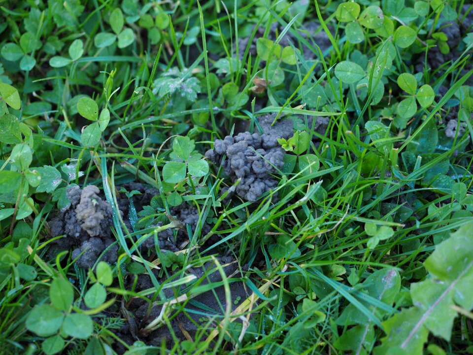 Earth ejection earthworm heaps
