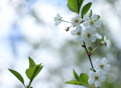 Flowering tree flowering spring