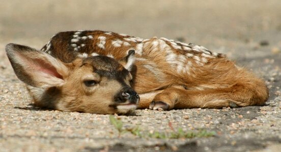 Wildlife nature young