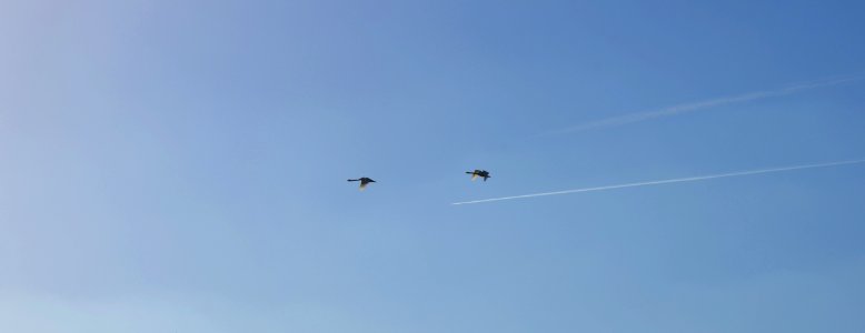 Flying Swans photo