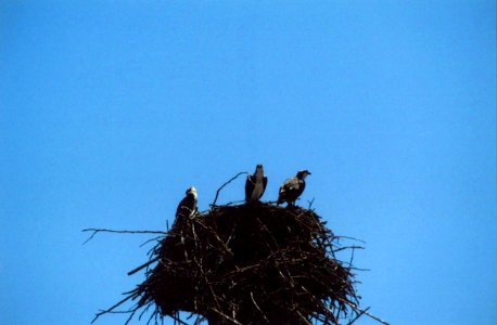 Canby Sand and Gravel osprey nest above active conveyor