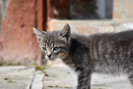 Pet grey cat face photo