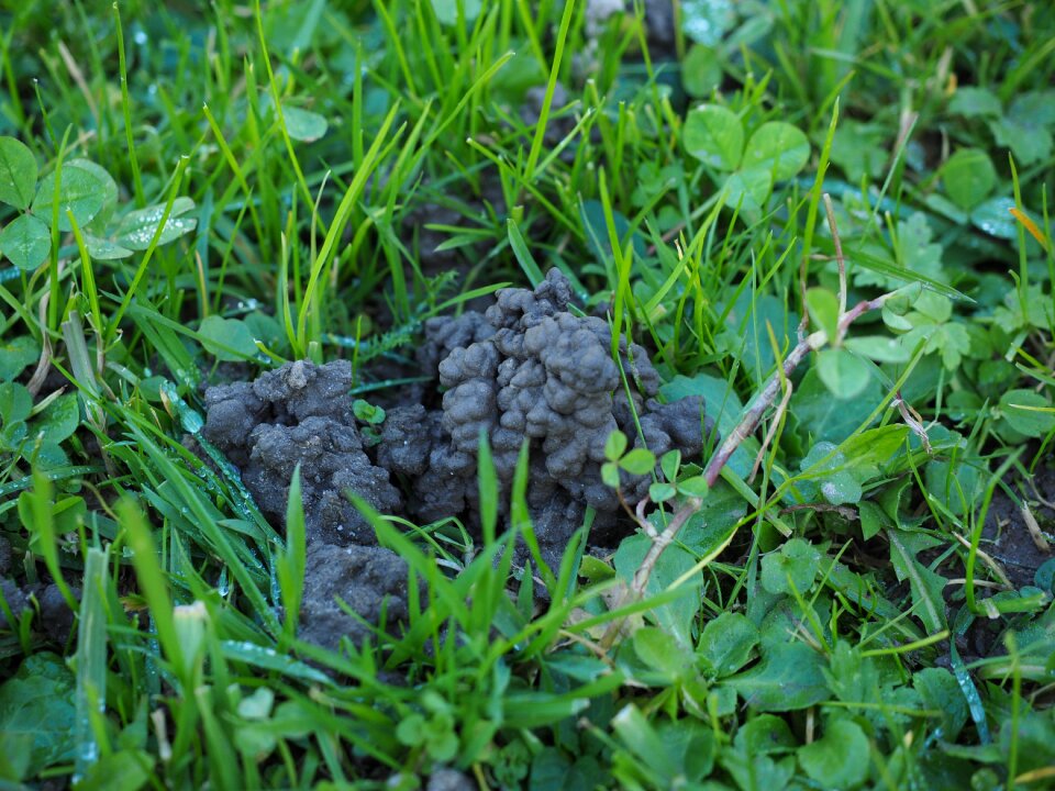 Earth ejection earthworm heaps