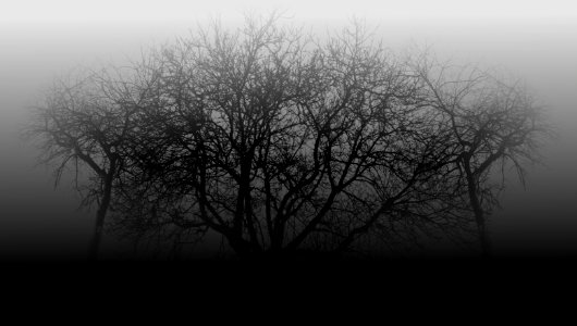 Three trees in the fog. photo