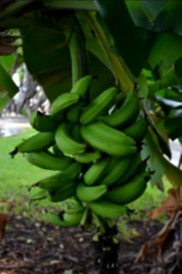 Banana Airport photo