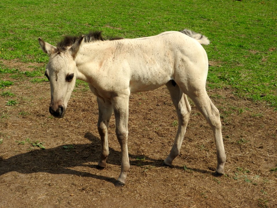 Foal