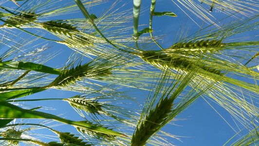 Cornfield grain agriculture