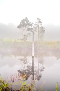 Pond Wood photo