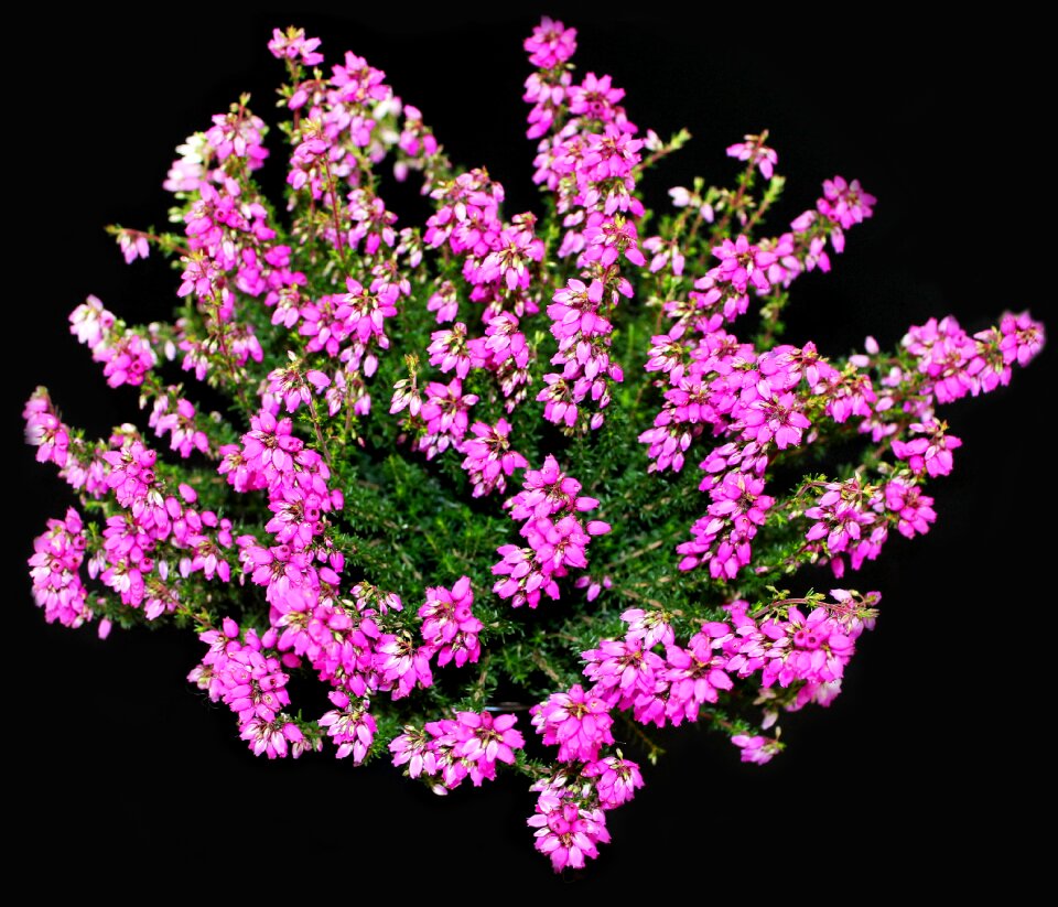 Flower late summer flowers