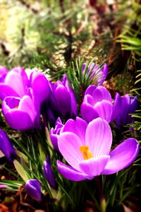 Purple Spring Crocus photo