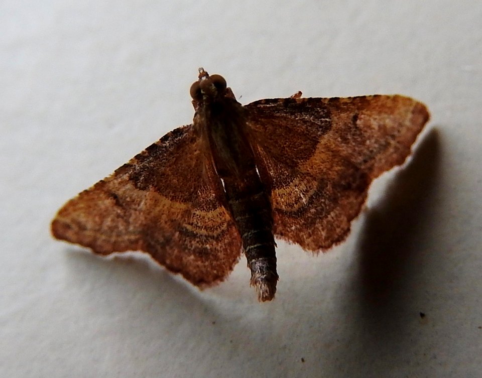Moth