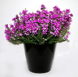 Plant flowers pink