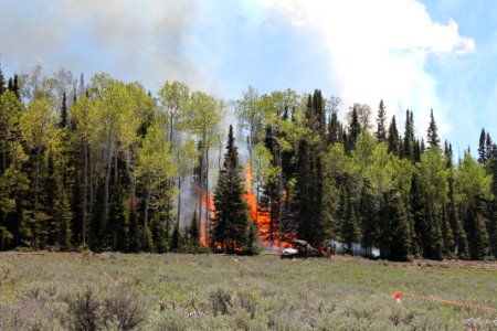 Prescribed burn at Manning Creek