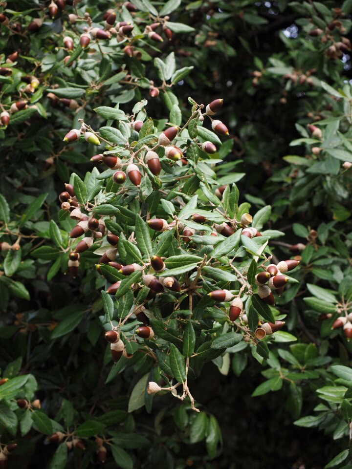 Fruits leaves stone oak