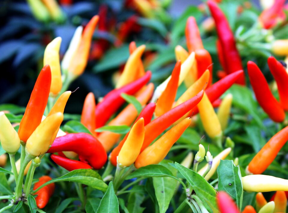 Red food vegetable