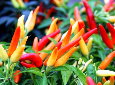 Red food vegetable