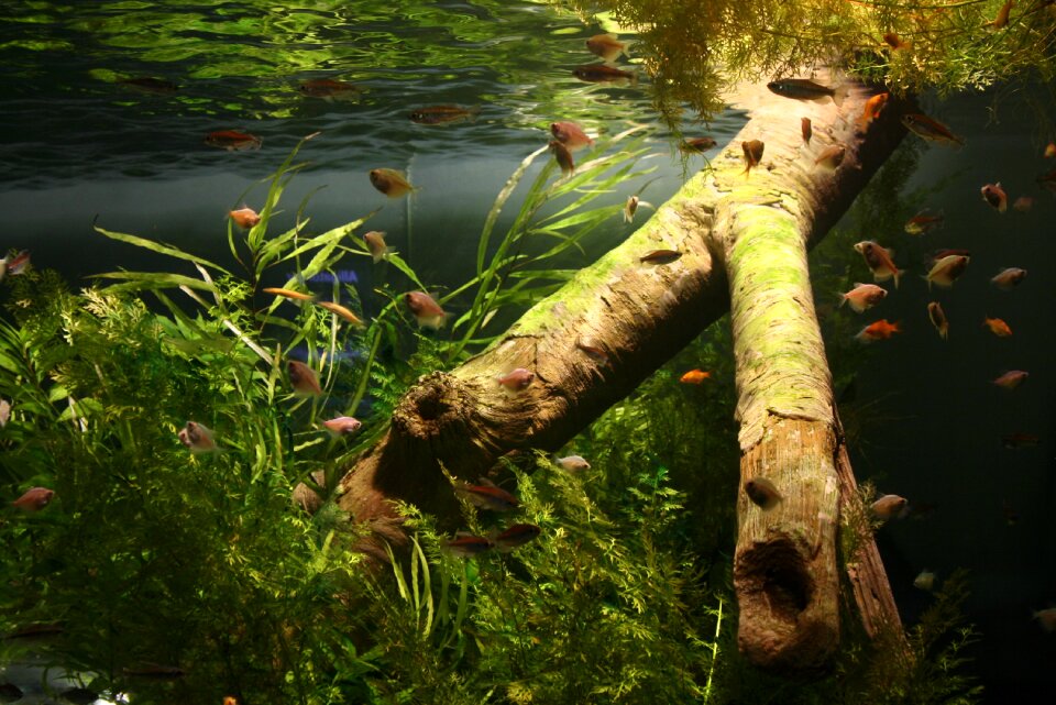 Fish aquarium dreamlike images