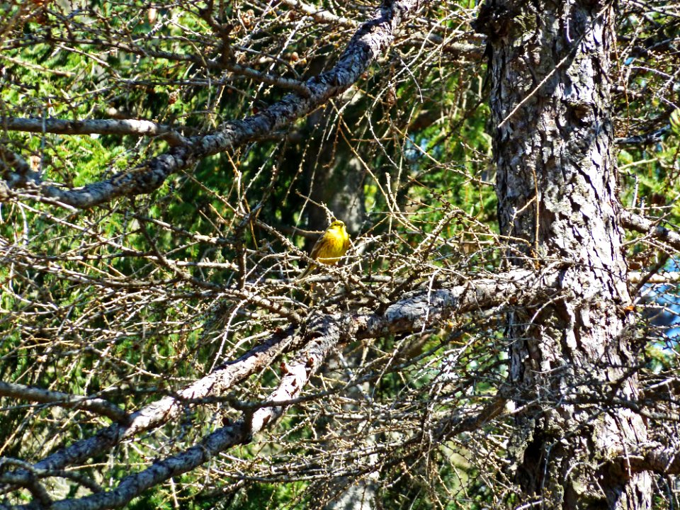 Yellow Bird in Tree