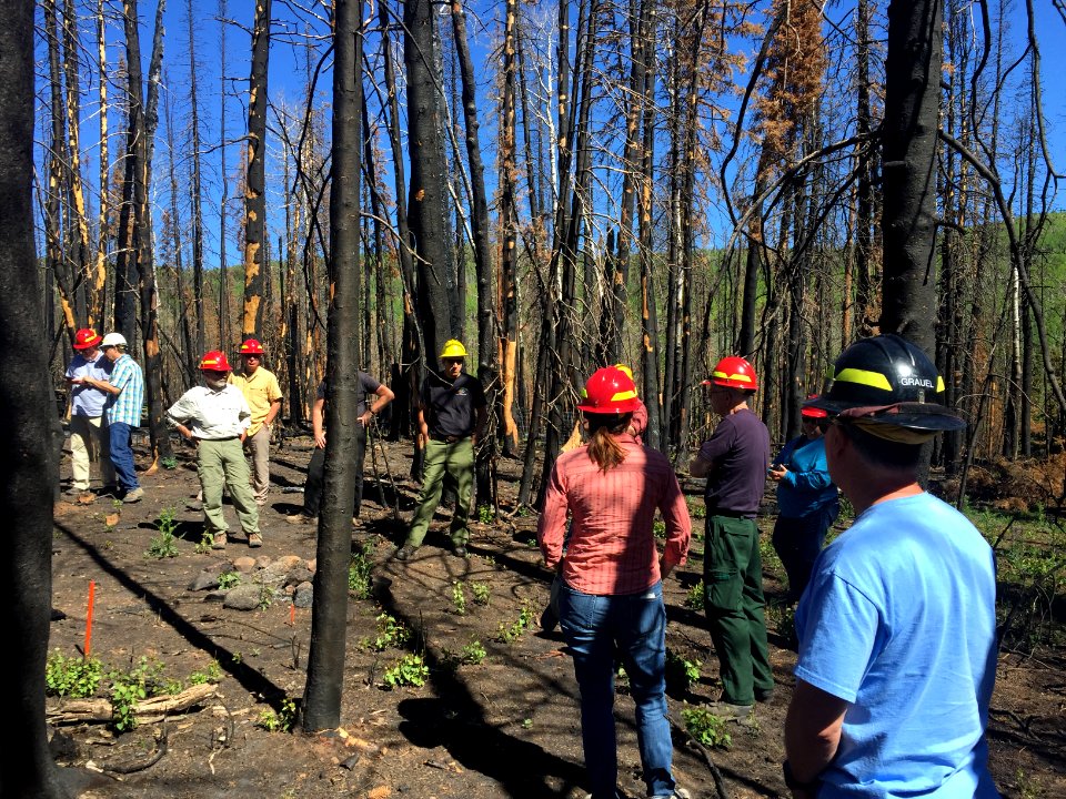 Aftermath of a Stand-Replacing Aspen Fire
