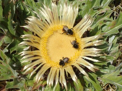 Flower bees floral pollen photo