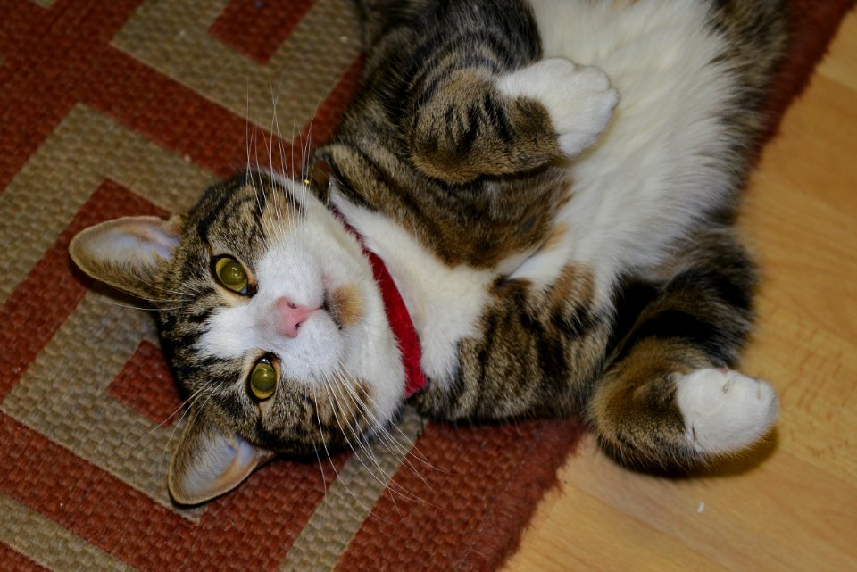 Jasper