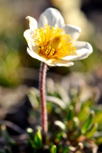 Closeup of Tundra Flower