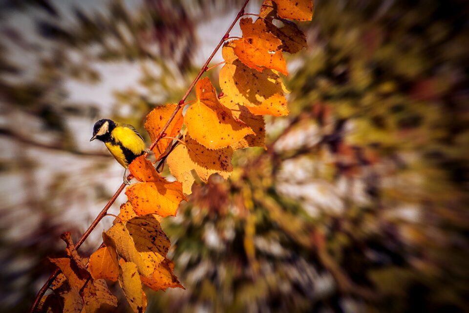 Golden autumn tree fall foliage