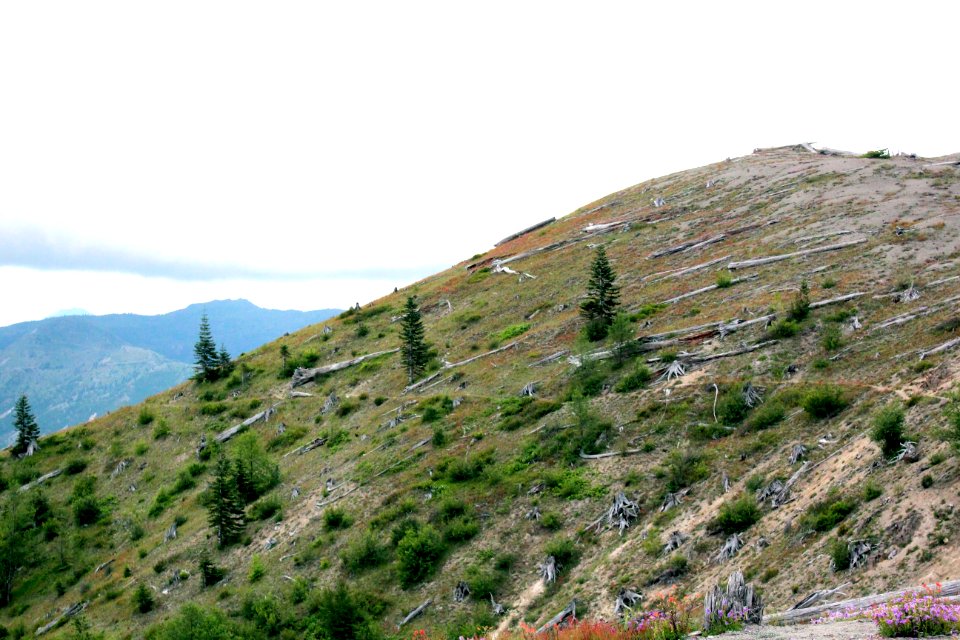 Trees torn apart and perished by the 1980's eruption of Mount St. Helens