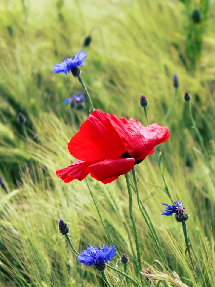 Red field of poppies flowers