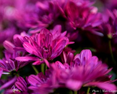 Purple Haze