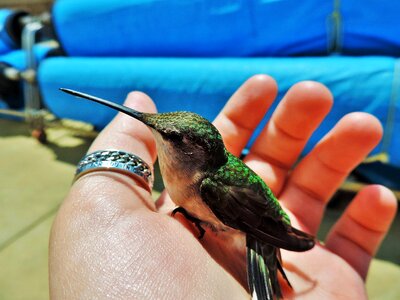 Flying wildlife animal