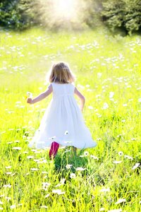 Grass summer sunny