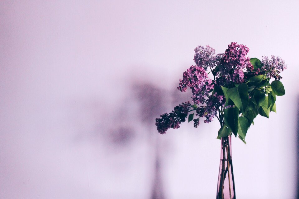 Lilac floral bloom